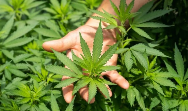 En el Congreso, la izquierda retoma el debate por la legalización de la&nbsp;marihuana